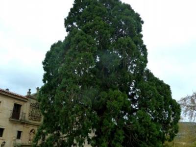 Yacimiento Clunia Sulpicia - Desfiladero de Yecla - Monasterio Santo Domingo de Silos - Secuoya giga